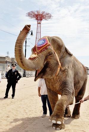 Ringling Bros. seeks return to BK