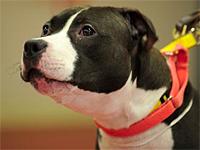 Broken and traumatized Red Hook dog put to sleep
