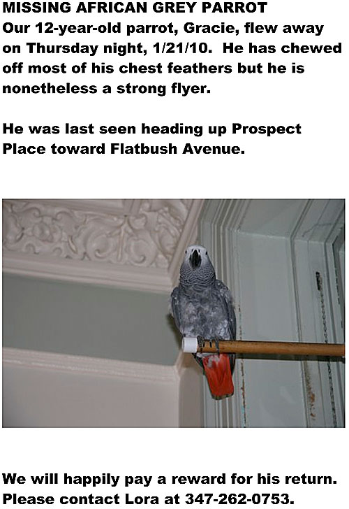 Help find this missing bird!