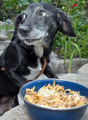 Pooch Cafe: Downtown gal is private chef to upscale dogs!