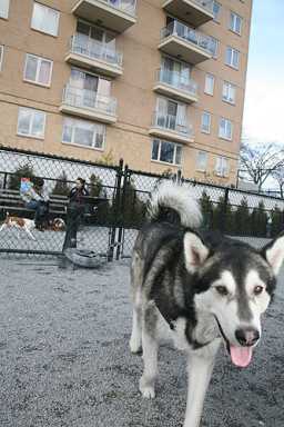 Man bites dog! Someone is hurling eggs at cute pups in J.J. Byrne Park
