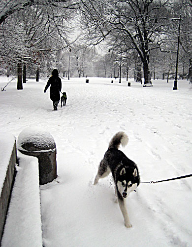 And here it is — your snow shot