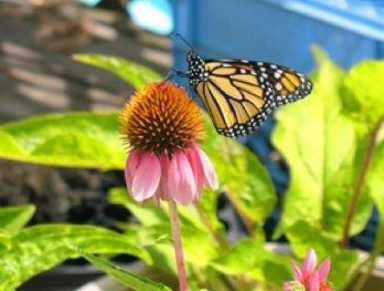 Windsor Terrace’s Butterfly Lady Working to Enlarge Flyers’ Habitat