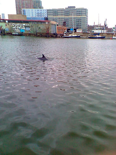 Not fin-tastic! Dolphins spotted in filthy Newtown Creek