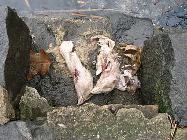 Who is the Butcher of Prospect Park?