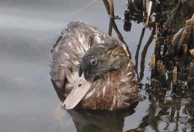 A duck is dead — and a swan wounded — in latest park tragedy