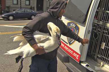 A duck is dead — and a swan wounded — in latest park tragedy