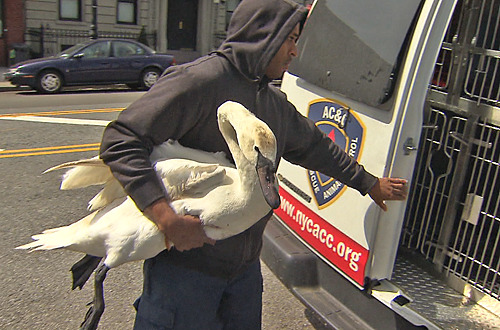A duck is dead — and a swan wounded — in latest park tragedy