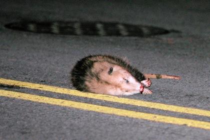 Wild possums loose in Brooklyn