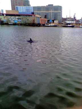 Dolphin Spotted in Newtown Creek