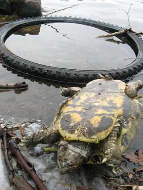 Dead dog found in Prospect Park’s ‘Lake of Death’