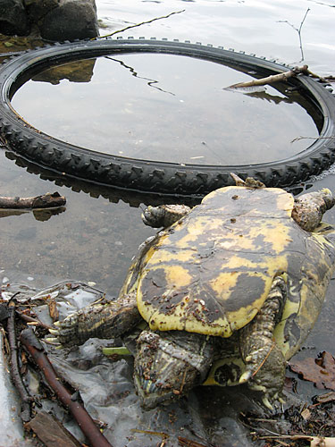 Dead dog found in Prospect Park’s ‘Lake of Death’