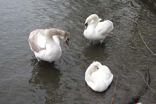 SWAN SONG: A tribute to John Boy Walton