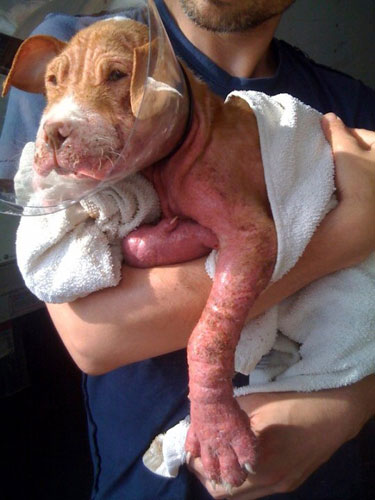 Walter is one sick puppy — and he needs your help now • Brooklyn Paper