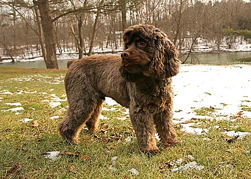 Boerum Hill dognapping! Beloved cocker dissappears off Third Avenue