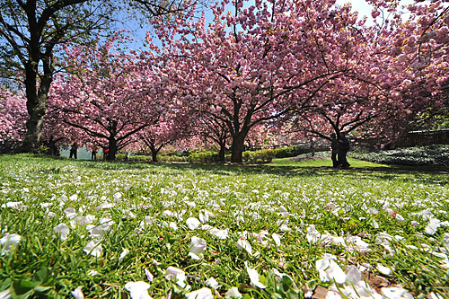 Panic At The Botanic With Festival Still A Week Off Cherry