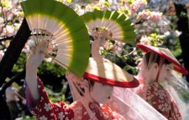 Bloom county! Sakura Matsuri back at the Botanic Garden