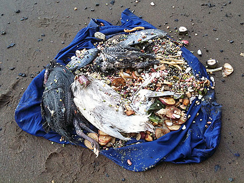 More dead animals — this time in Brooklyn Bridge Park