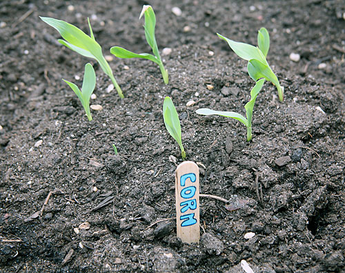 How green is our valley? Corn stalk pokes up at Smith St ‘farm’