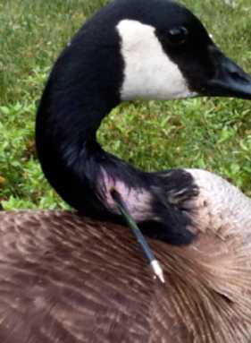 Park goose shot with bow and arrow — and we have the pictures!