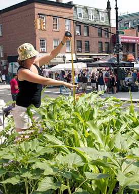 Corn shocker! Artist planted different grains in Canarsie!