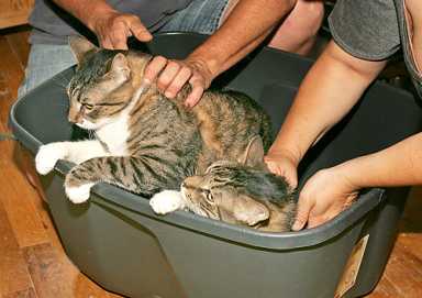 Eight lives left! Abandoned cats need new  home