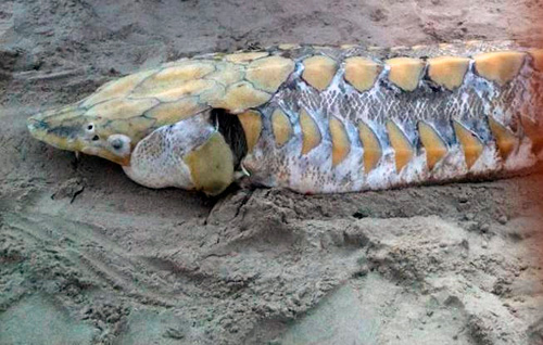 This ain’t no fish tale! Massive sturgeon washes up on beach — and we got the picture!