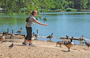Nature finds a way! Dozens of new geese defying feds in Prospect Park