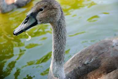 Swan down! This cygnet is the catch of the day