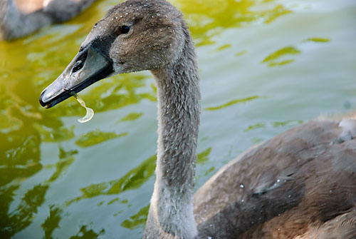 Swan down! This cygnet is the catch of the day