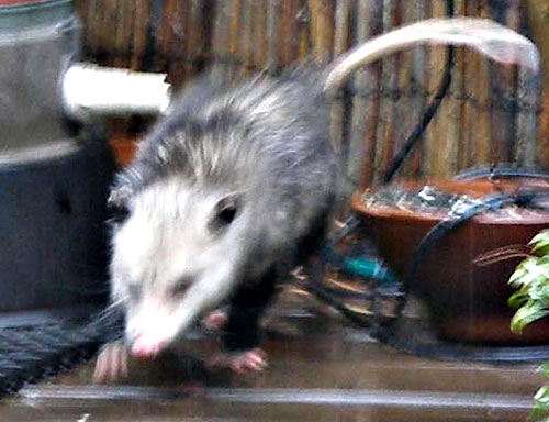 Wanted: Opossum! Chicken-killing fiend on the loose in Carroll Gardens