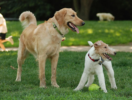 This park’s for the dogs