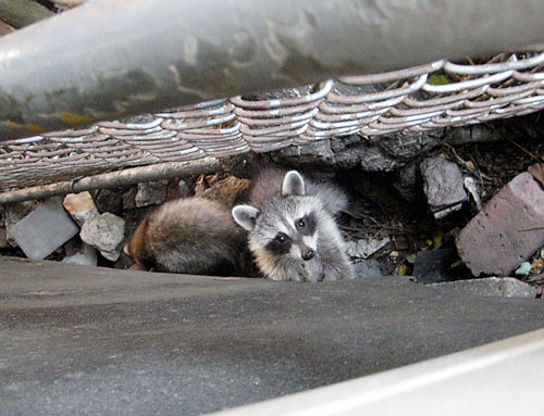 New bill would have city paying to trap raccoons