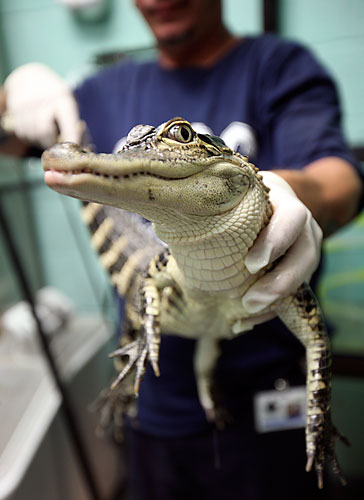 Chew on this! Man dumps gator at 88th Precincthouse