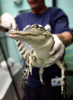 Chew on this! Man dumps gator at 88th Precincthouse
