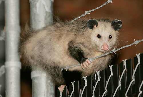 City: Don’t blame US for opossum oppression