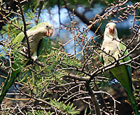 Beep guns for parrot poachers