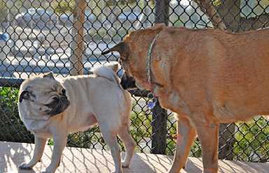At Brooklyn Bridge Park dog run, the heat is not on