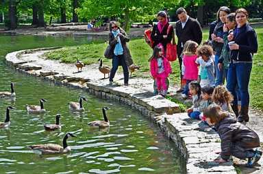 Love geese? Then stop feeding them!