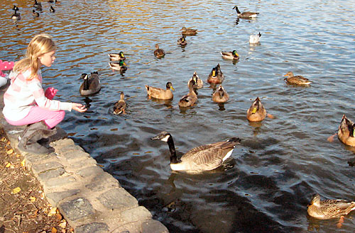 Duck feeding is an age-old pasttime