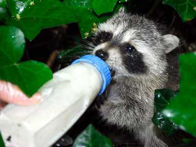 Baby bandit! Sunset Parker aids orphaned raccoon