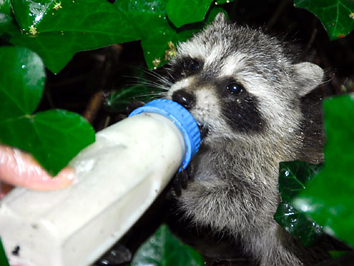 Baby bandit! Sunset Parker aids orphaned raccoon