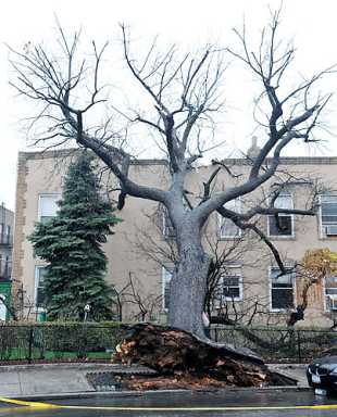 When trees attack! Ridge house surrounded by angry arbor