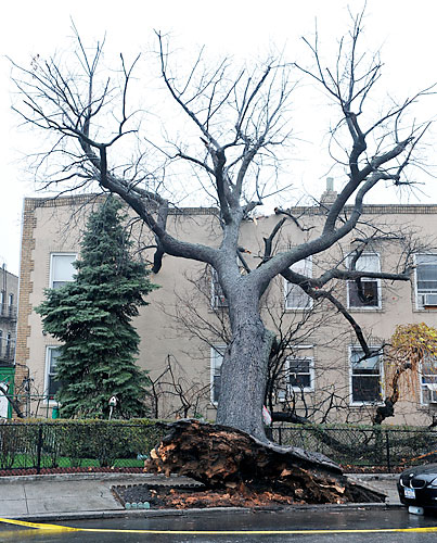 When trees attack! Ridge house surrounded by angry arbor