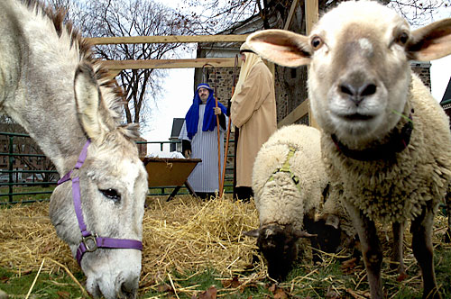 Annual living nativity scene this Saturday in Bensonhurst