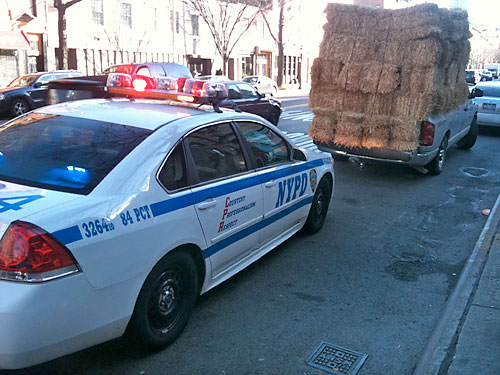 What the hay?!