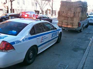 What the hay?!
