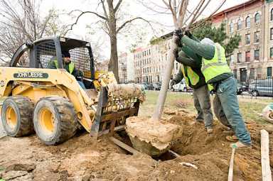 Bushwick park gets ‘tree’-mendous boost