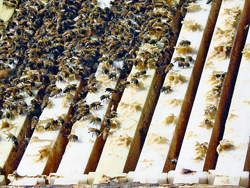 Get buzzed! Brooklyn Brainery hosts beekeeping course