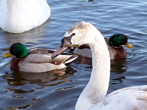 Swan lake! Crippled cygnet saved in Prospect Park